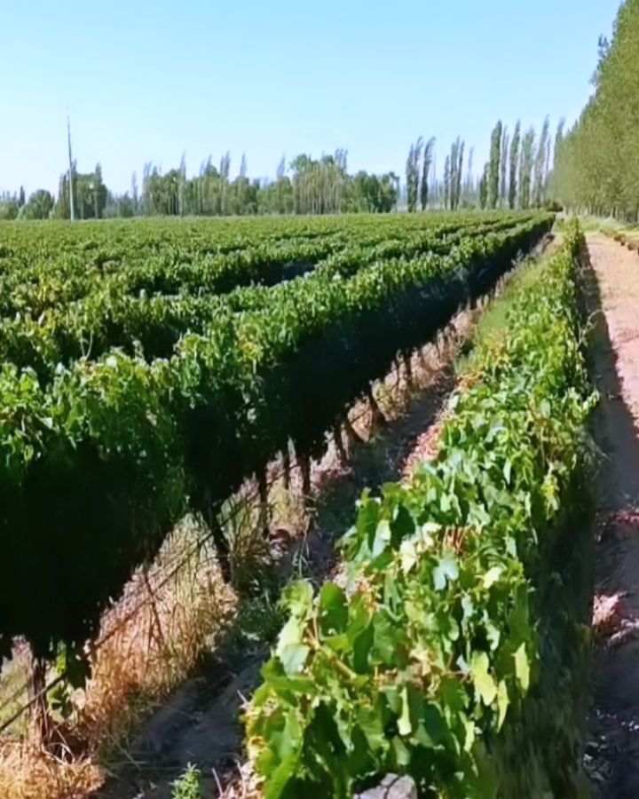 ALTO LIMAY - Instagram Post
