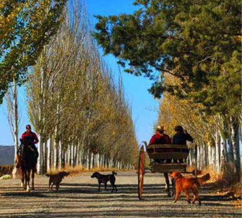 BODEGA ATAMISQUE