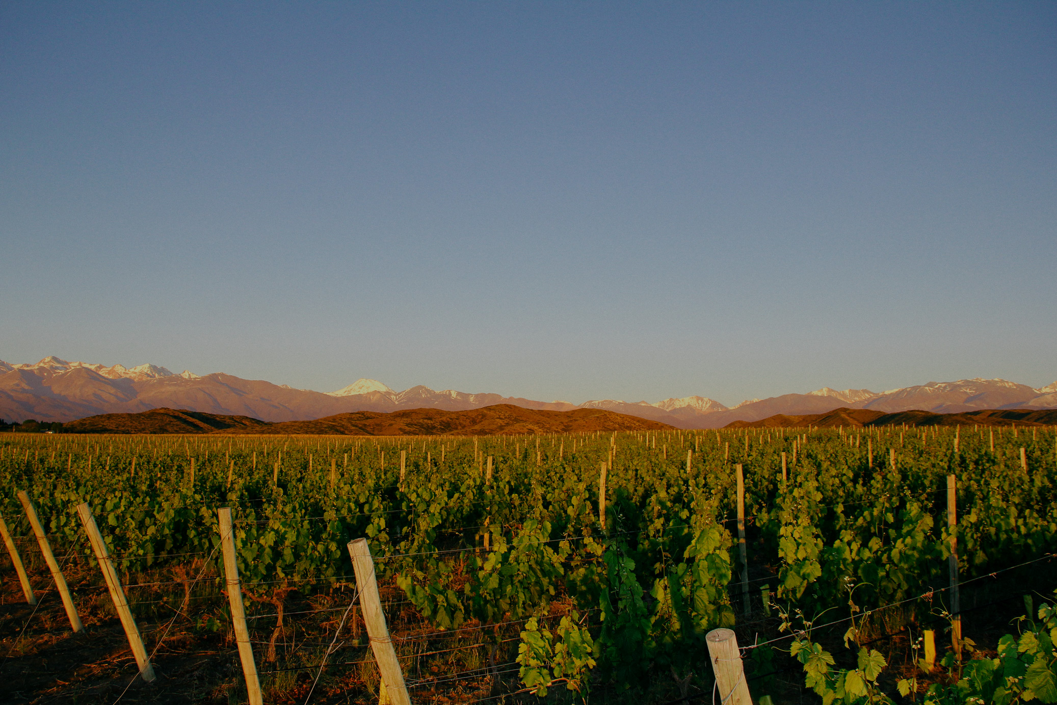 BODEGA BENEGAS