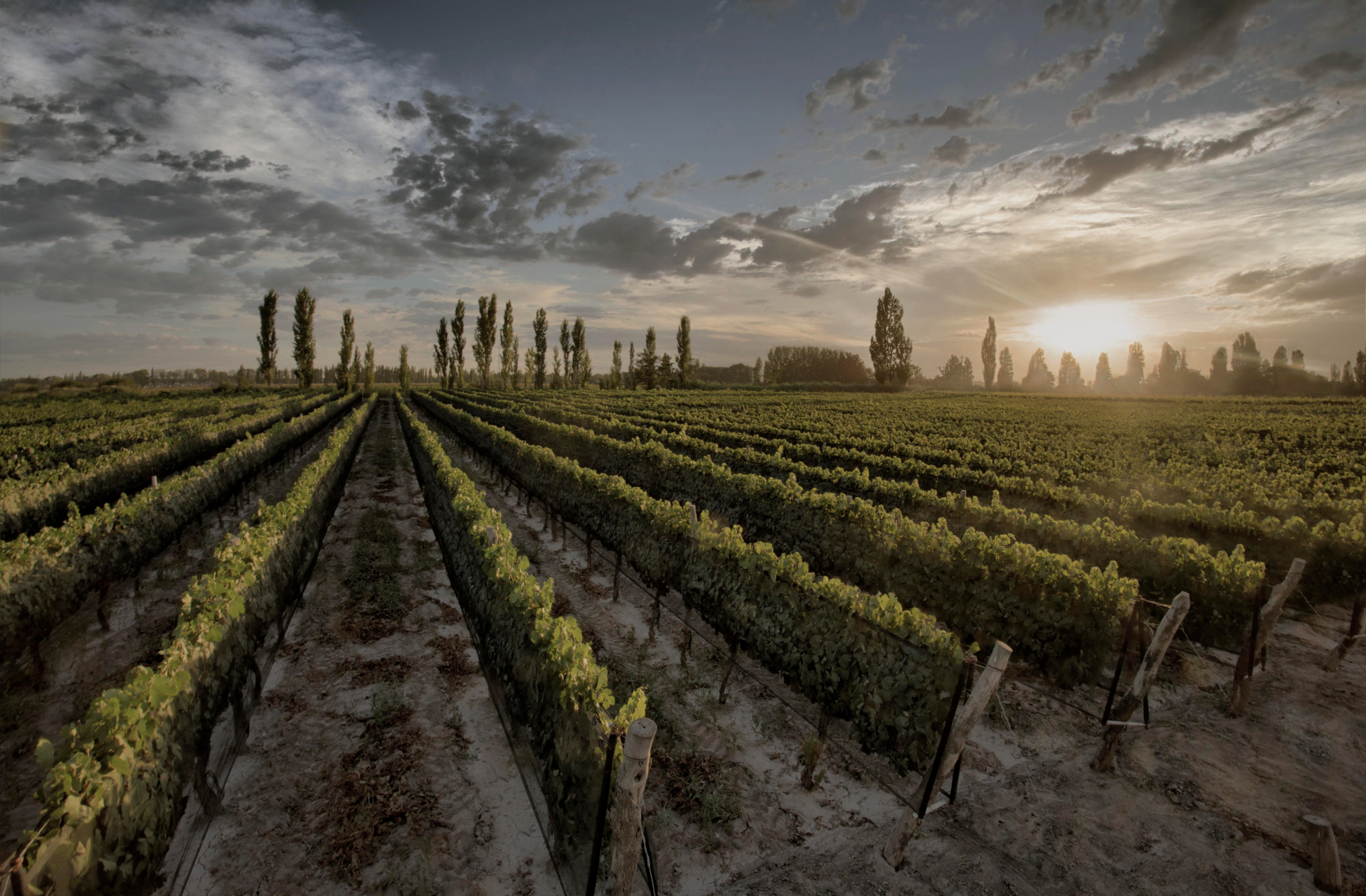 BODEGA DANTE ROBINO