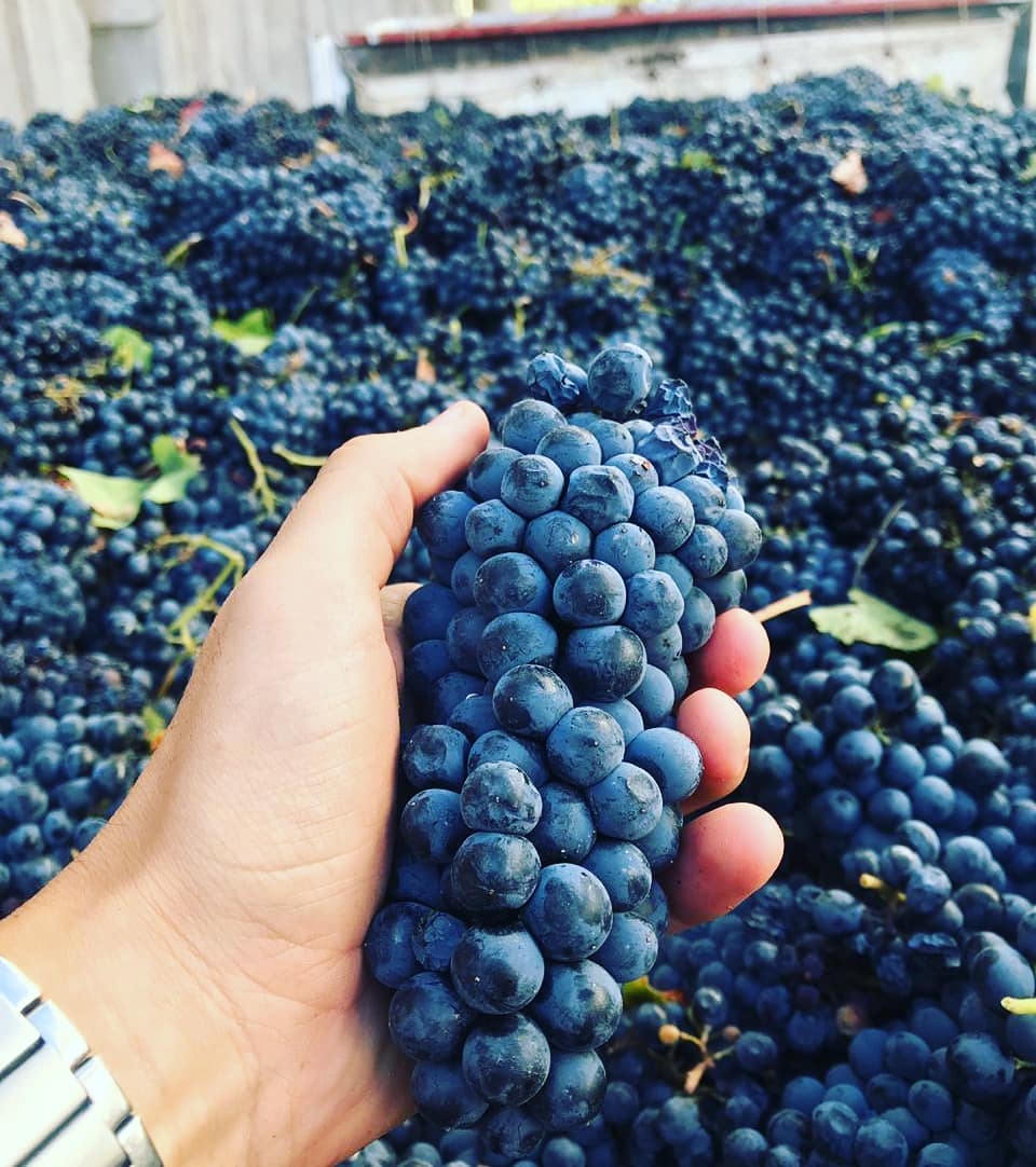 BODEGA DON BOSCO - Instagram Post