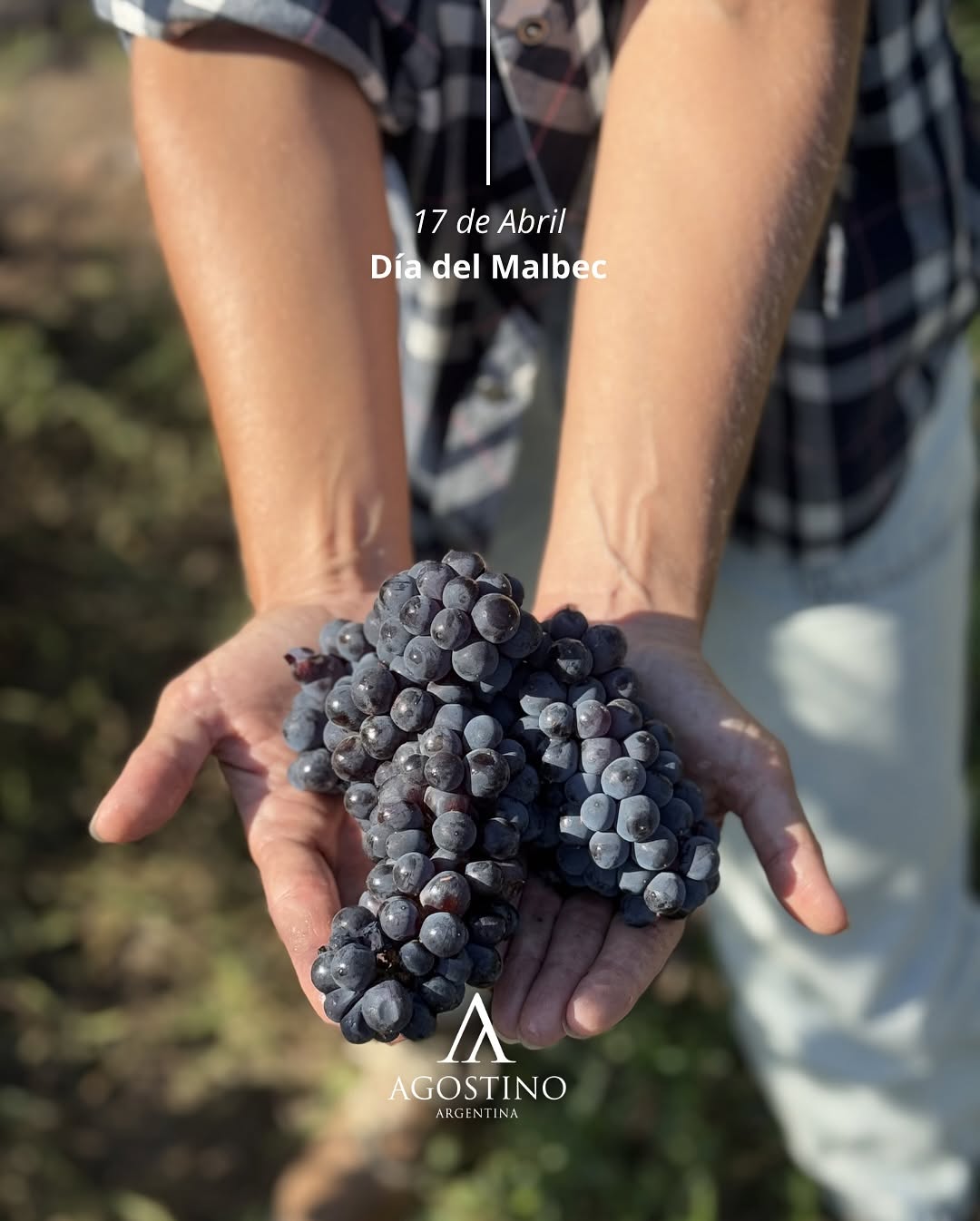 BODEGA FINCA AGOSTINO - Instagram Post