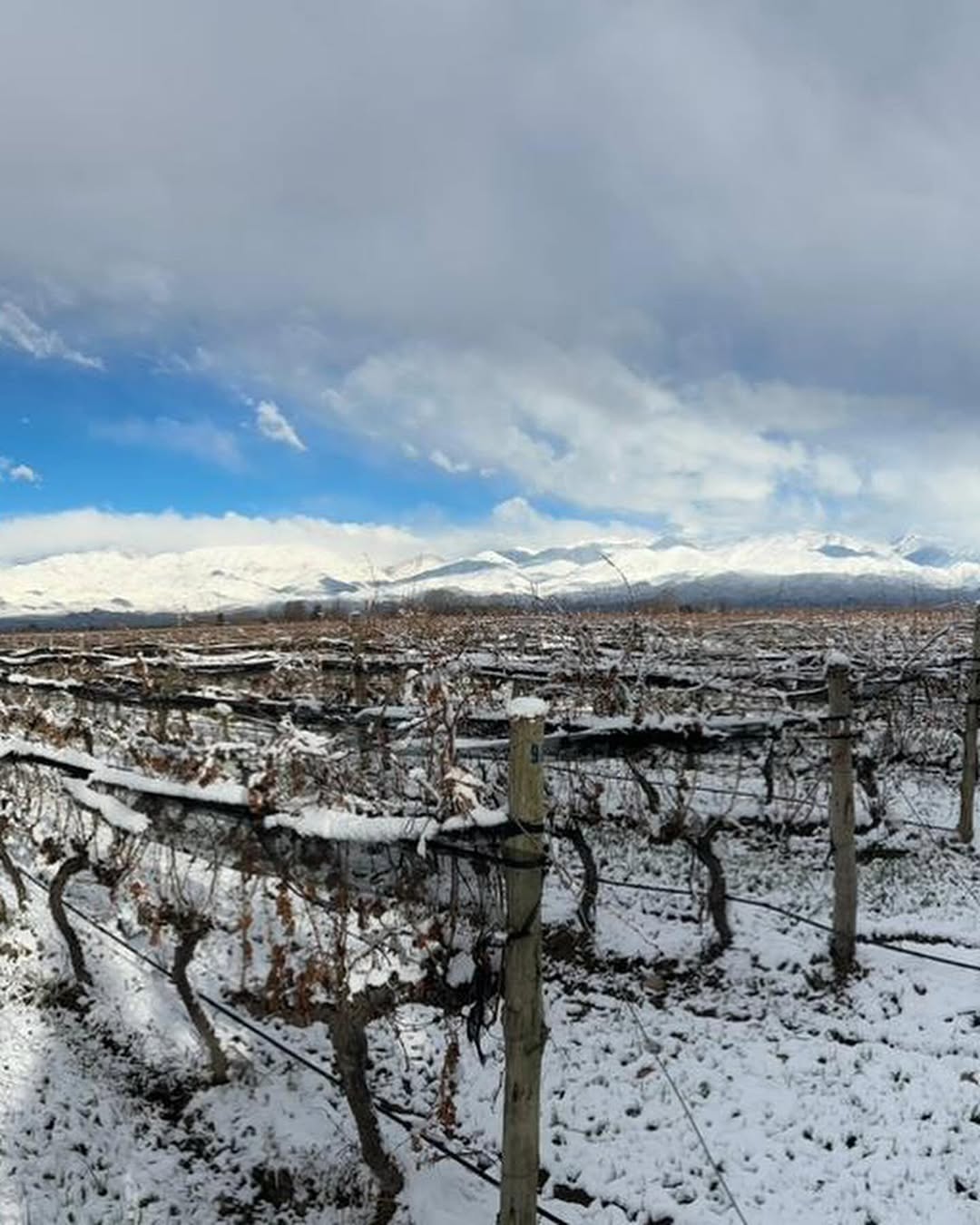 BODEGA LA AZUL - Instagram Post