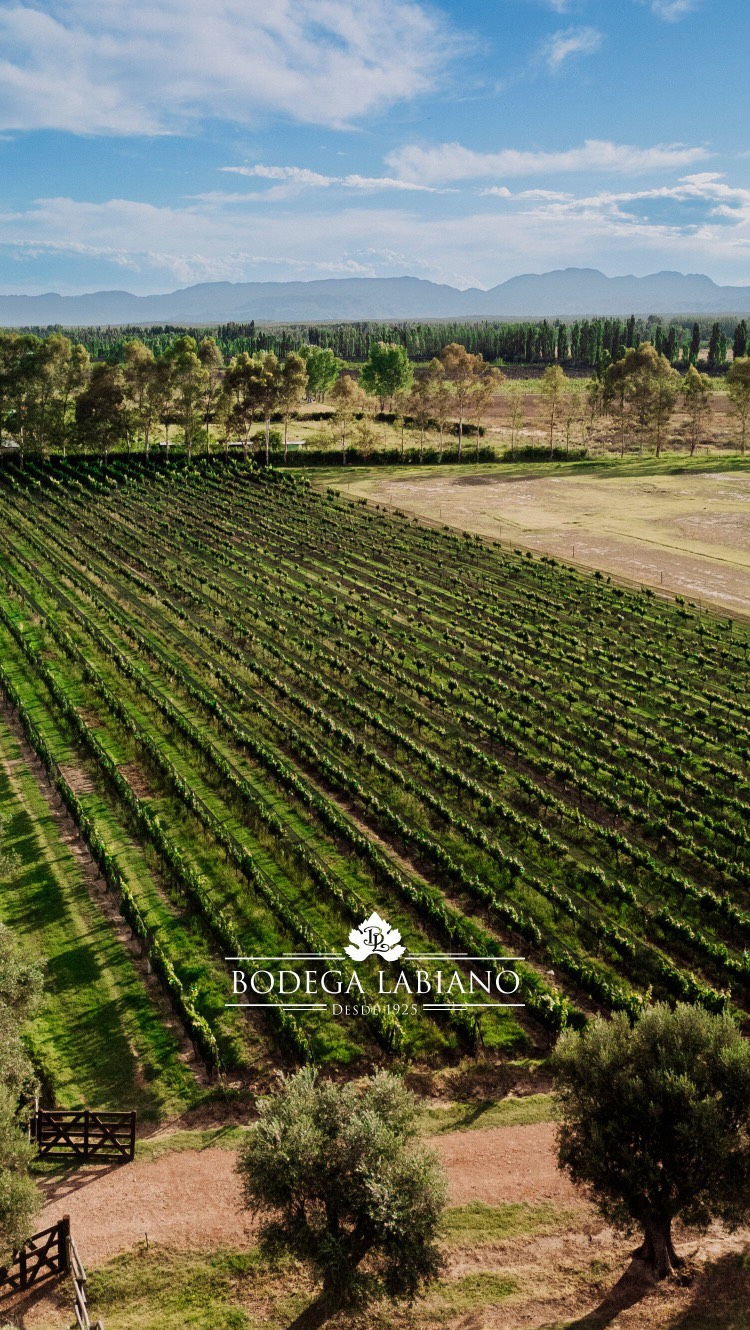 BODEGA LABIANO - Instagram Post