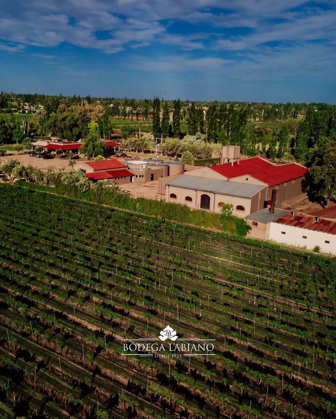 BODEGA LABIANO - Instagram Post