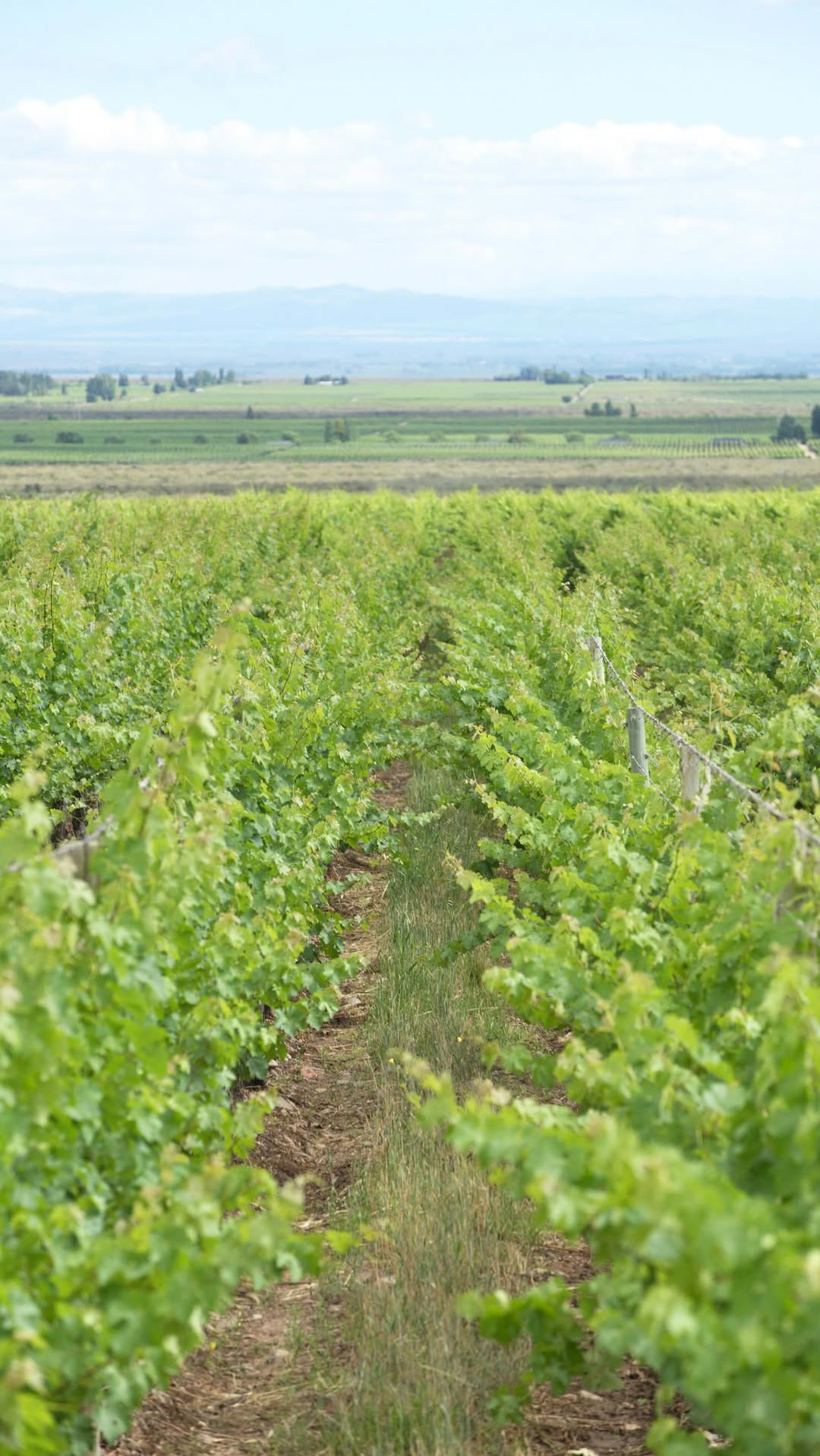 BODEGA MONTEVIEJO - Instagram Post