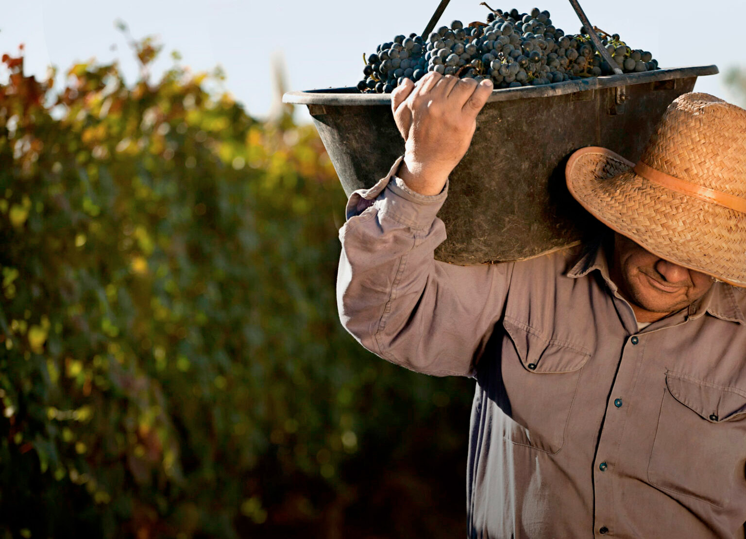 BODEGA NORTON