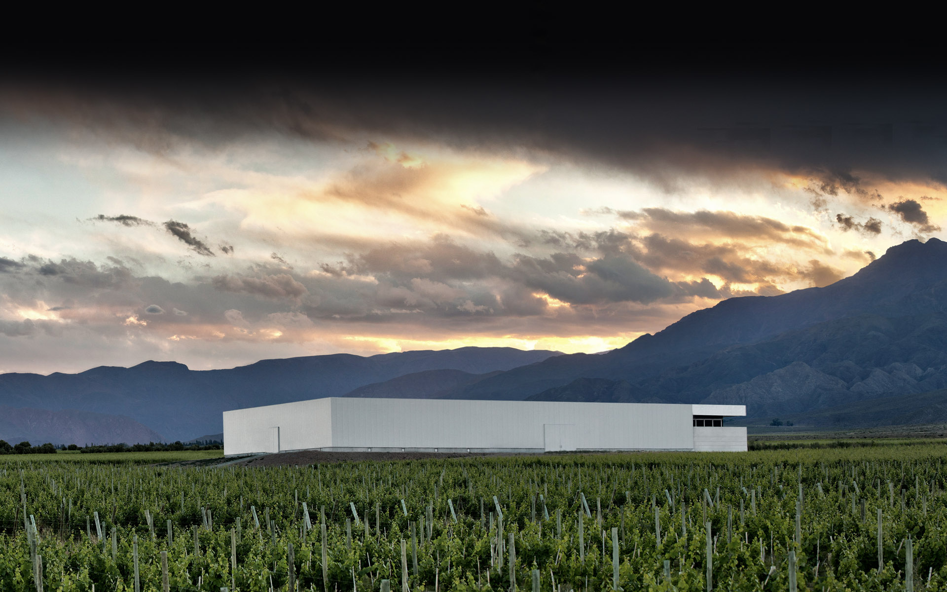 BODEGA ROLLAND