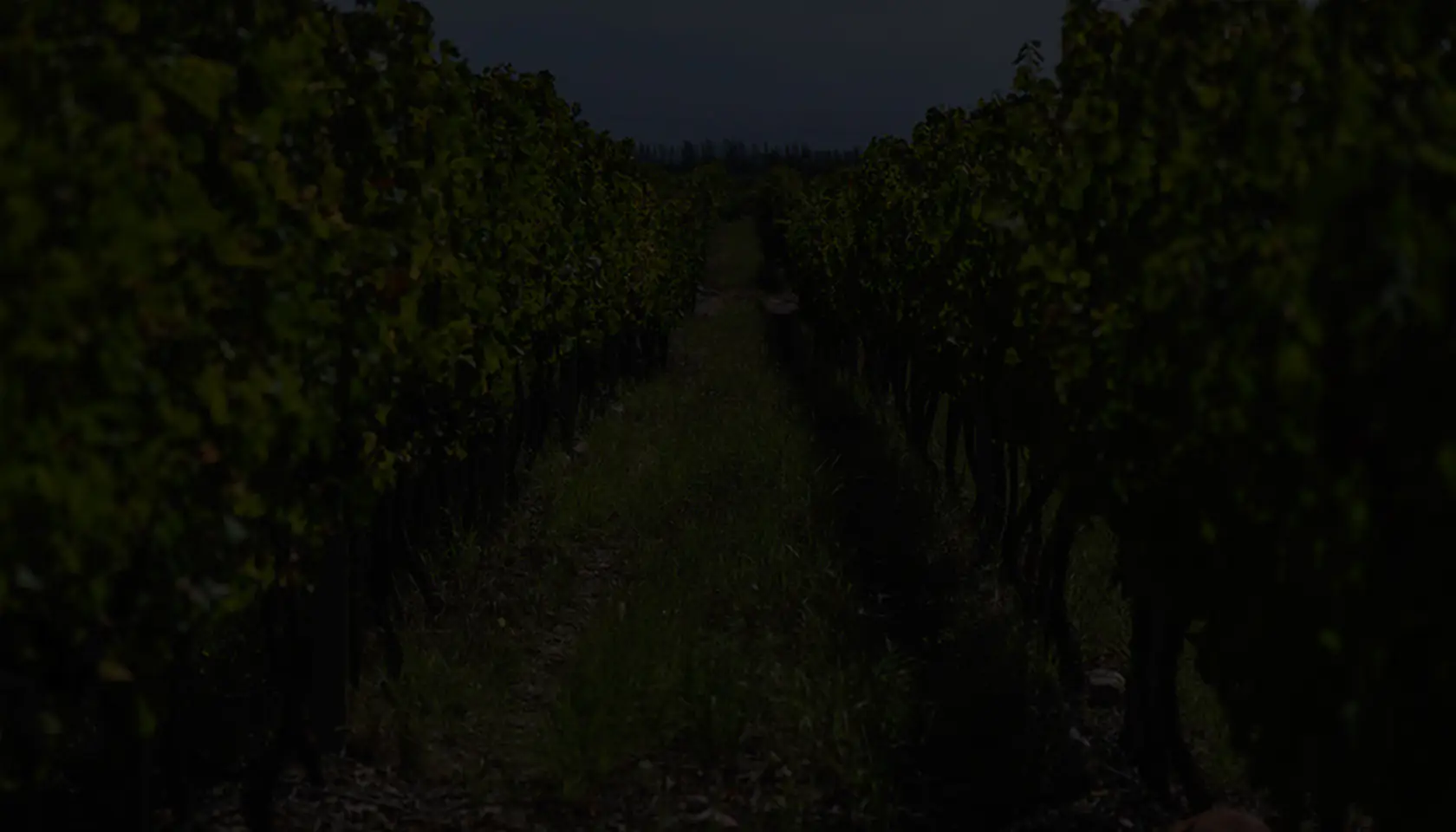 BODEGA RUCA MALEN