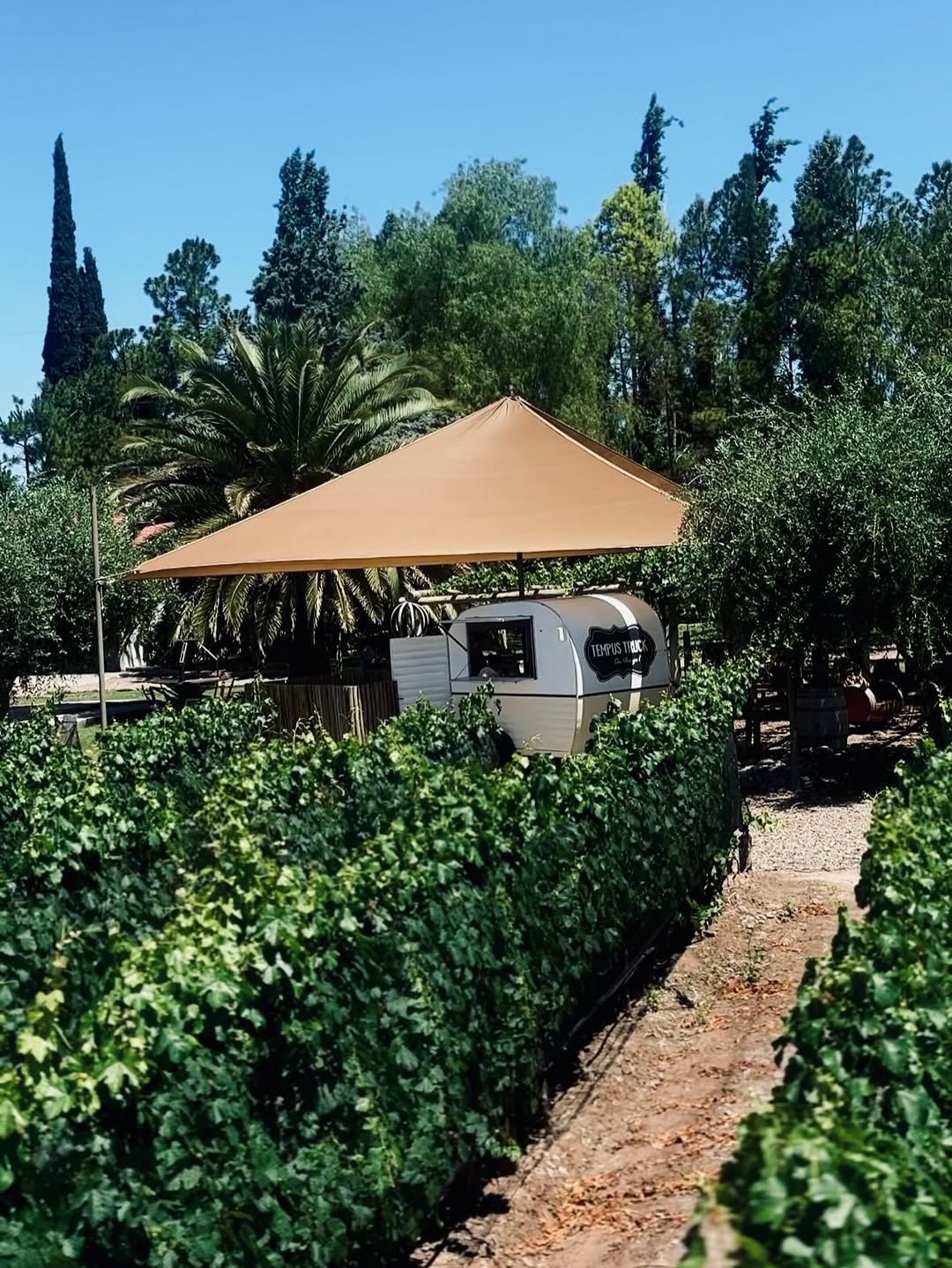 BODEGA TEMPUS ALBA - Instagram Post