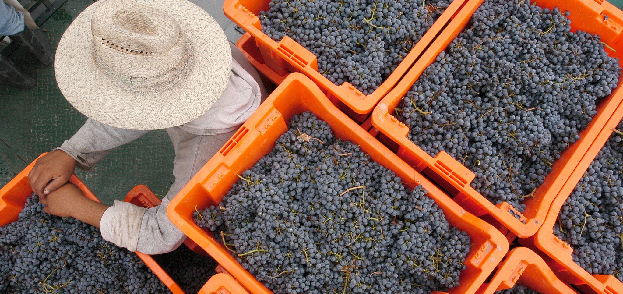BODEGA TEMPUS ALBA
