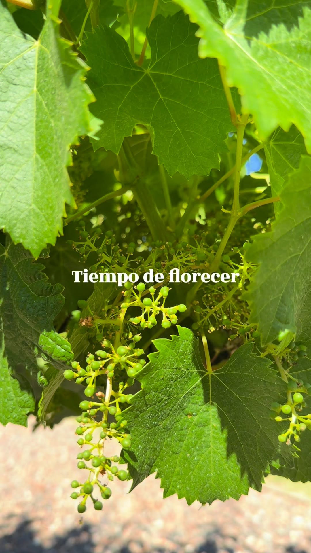 BODEGAS BUDEGUER - Instagram Post