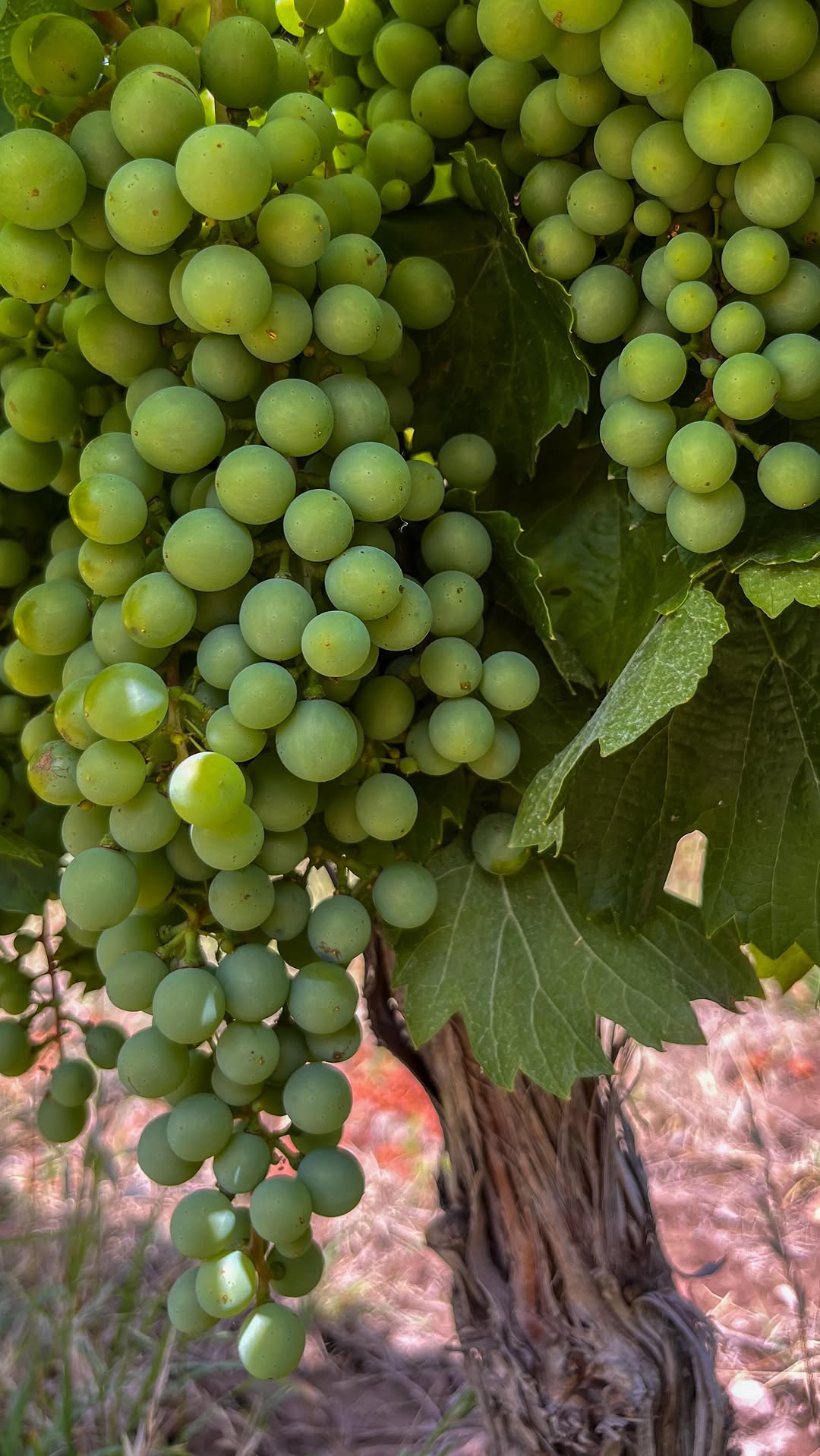 BODEGAS Y VI¥EDOS FLORIO - Instagram Post