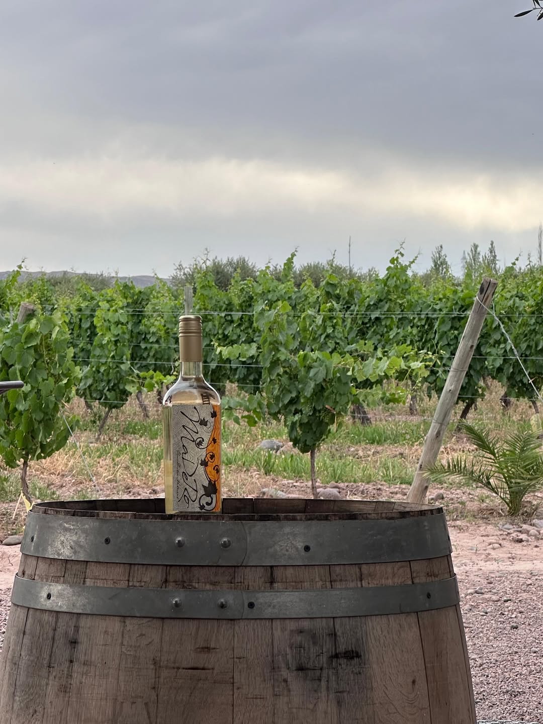 BODEGAS Y VI¥EDOS FLORIO - Instagram Post