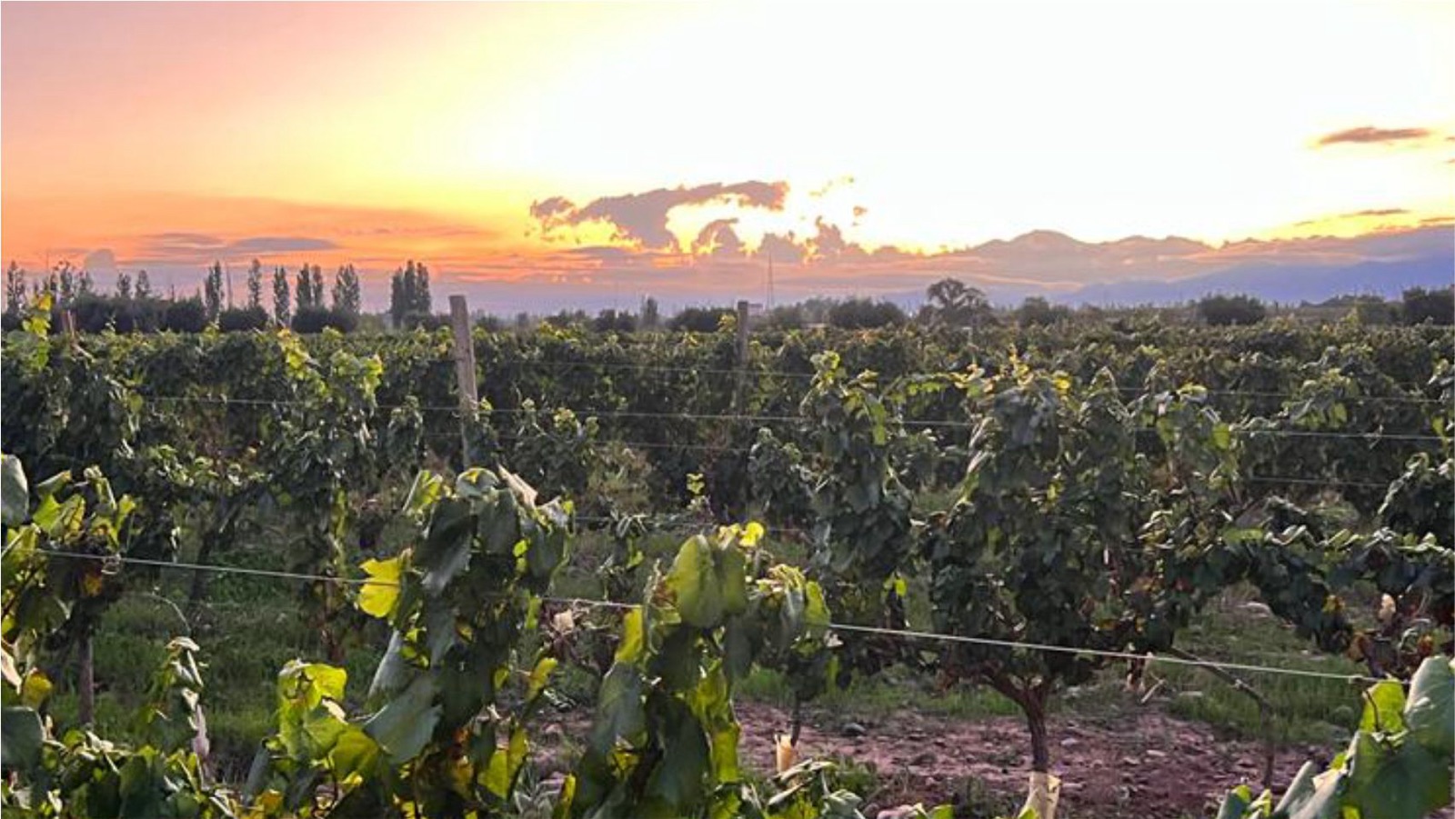 Bodegas y Viñedos Florio
