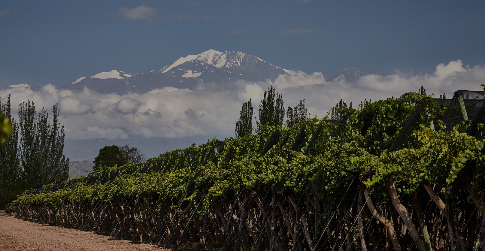 Casarena Bodega y Viñedos