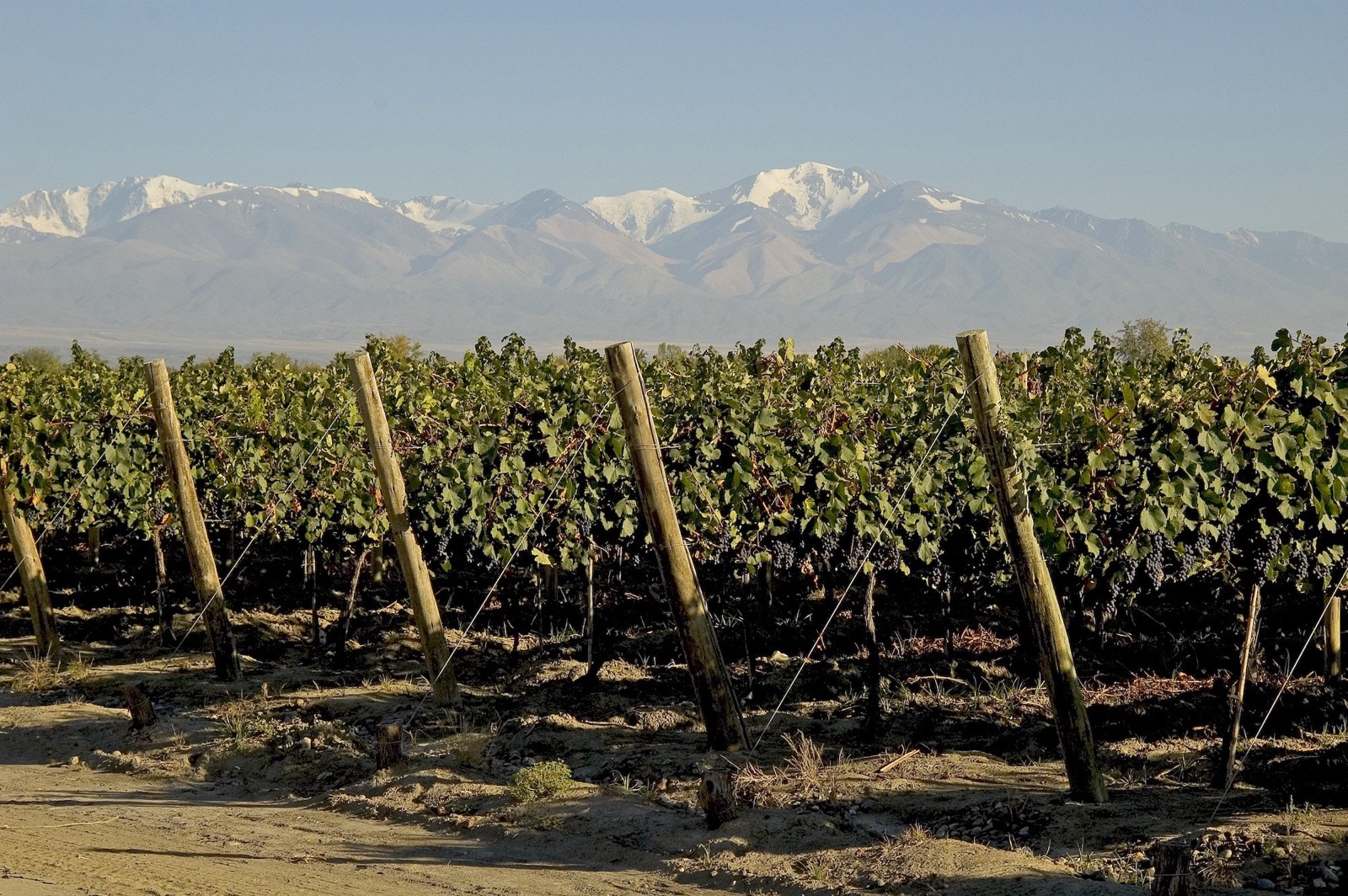 Bodega Cabrini
