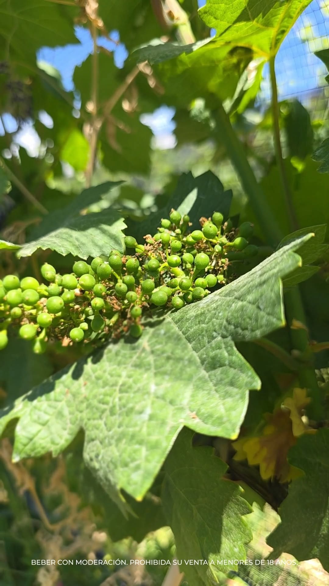 DOMAINE BOUSQUET - Instagram Post