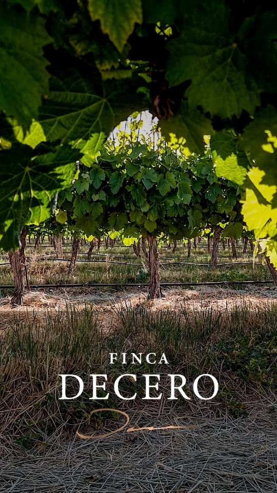 FINCA DECERO - Instagram Post