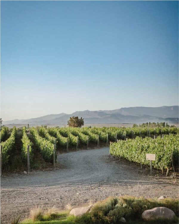 Giménez Riili Bodegas y Viñedos
