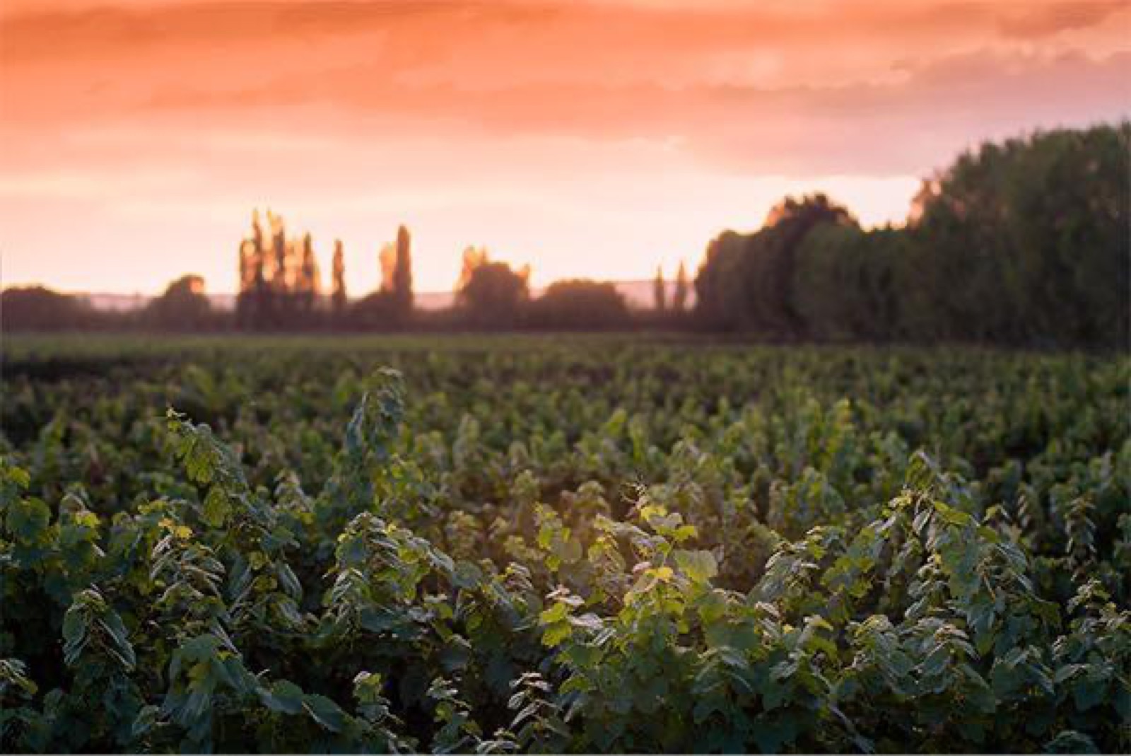 Lamadrid Estate Wines