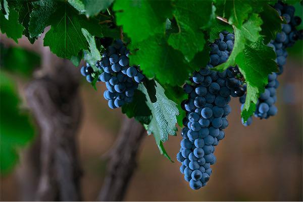 LAMADRID ESTATE WINES