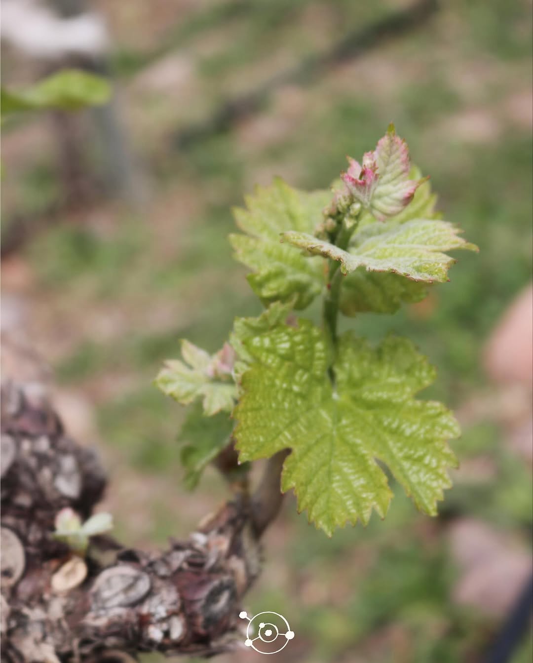 SUPERUCO - Instagram Post